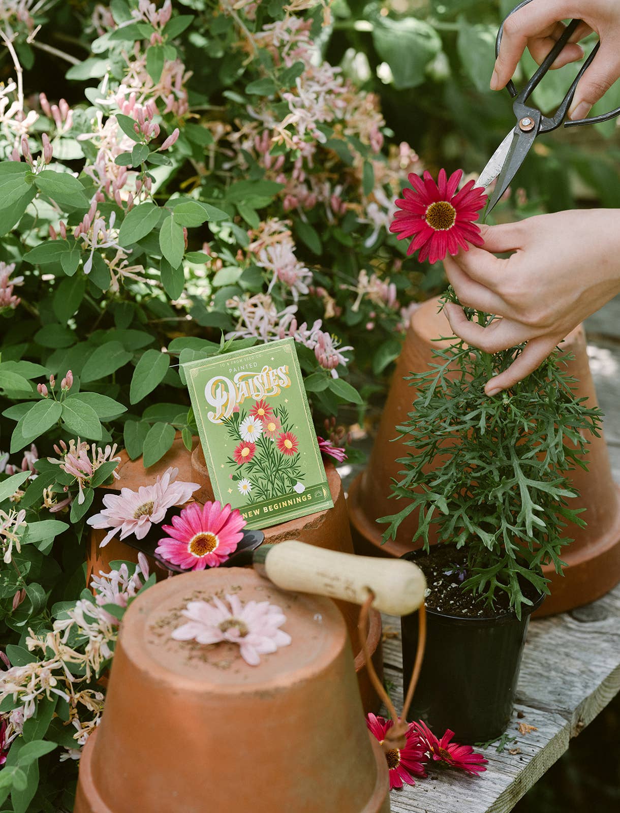 Seed Packet | New Beginnings (Painted Daisies)