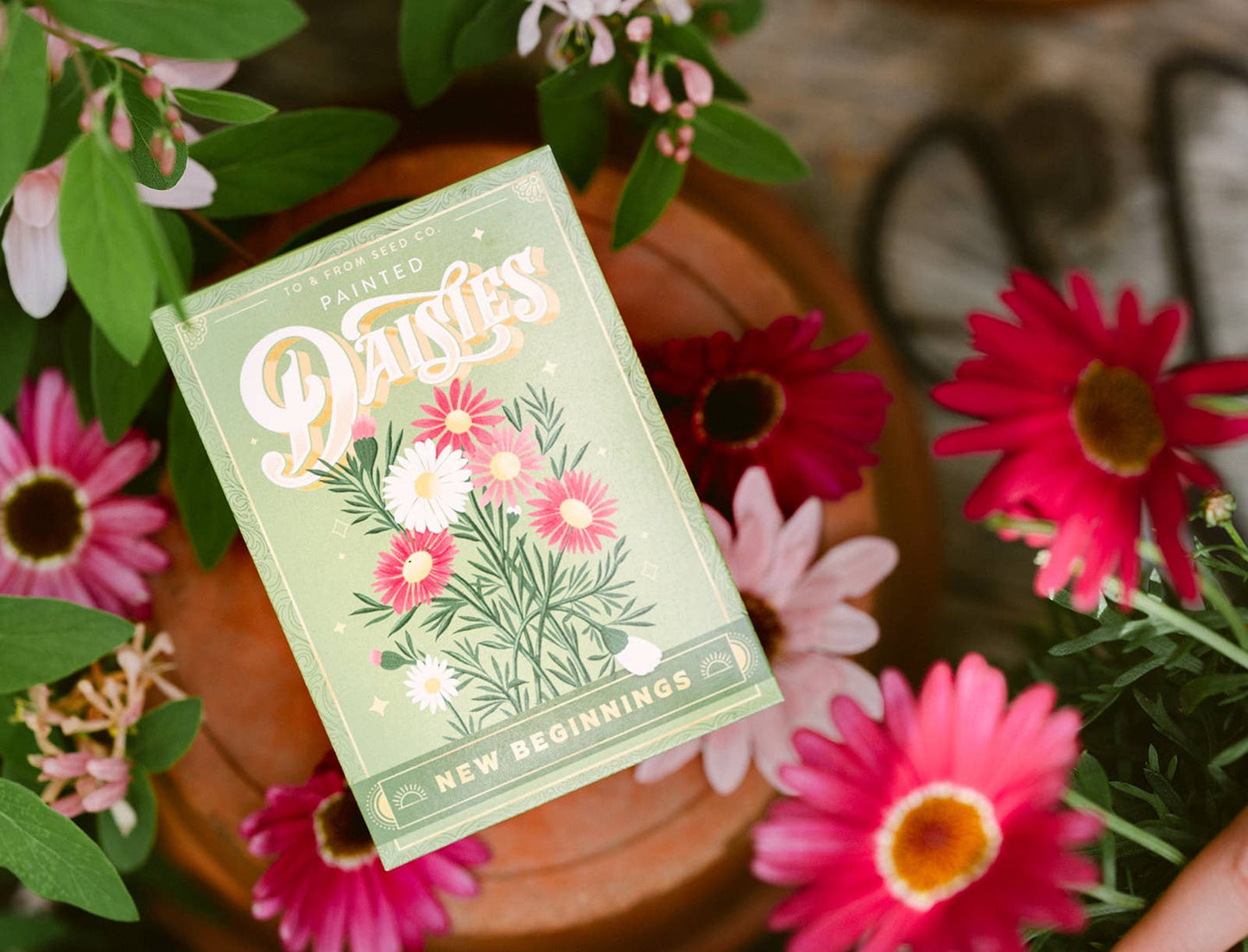 Seed Packet | New Beginnings (Painted Daisies)