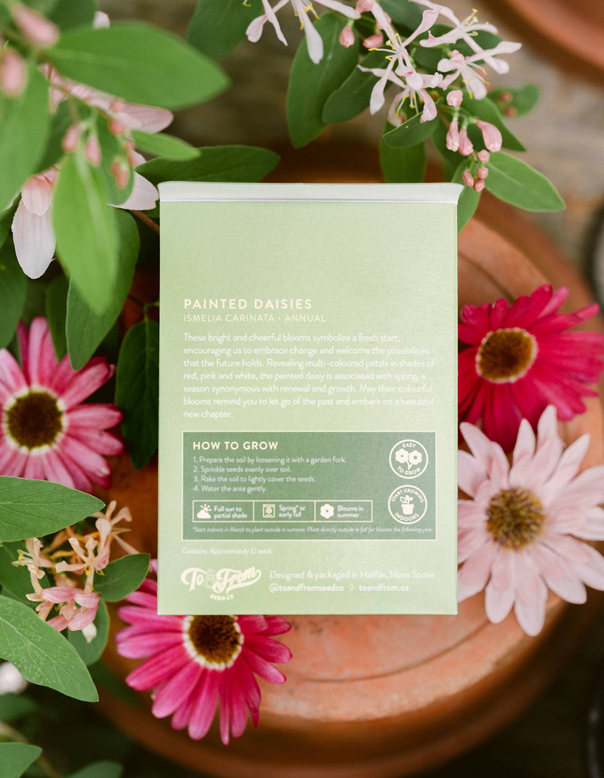 Seed Packet | New Beginnings (Painted Daisies)