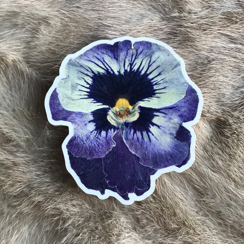 Sticker  |  Purple Pansy